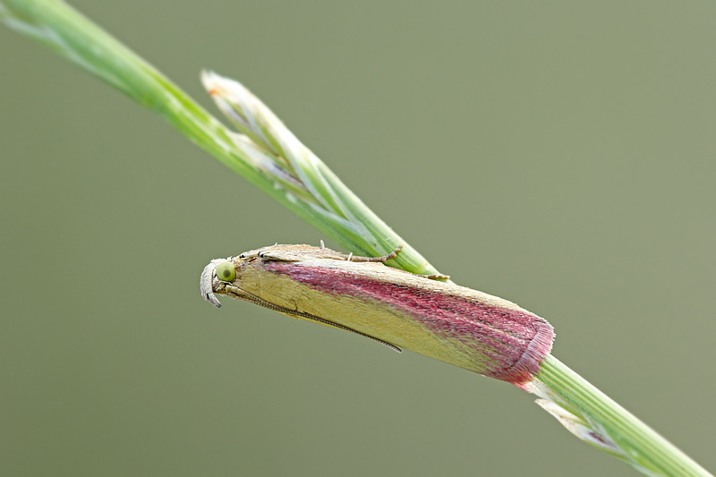 Due falene...Oncocera semirubella - Pyralidae